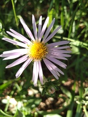 Aster amellus