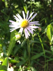 Aster amellus