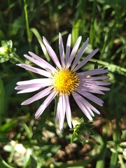 Aster amellus