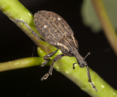 Lepyrus oregonus