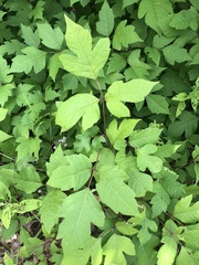 Toxicodendron radicans negundo