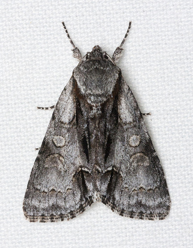 Acronicta mansueta Smith, 1897