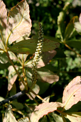 Aesculus parryi