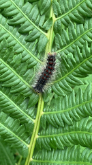 Lymantria dispar