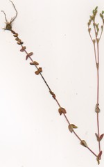 Hypericum gymnanthum