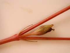 Hypericum gymnanthum