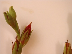 Hypericum gymnanthum