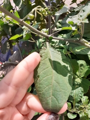 Solanum americanum