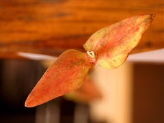 Hypericum gymnanthum