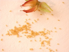 Hypericum gymnanthum