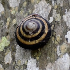 Caracolus sagemon