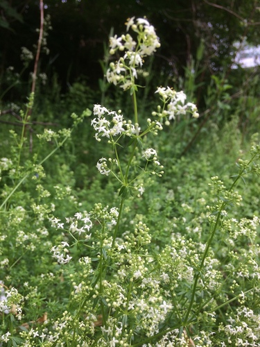 photo of Bedstraws (Galium)