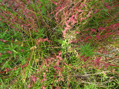 Hypericum gymnanthum