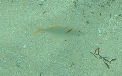 Caranx bartholomaei