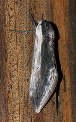 Sphinx drupiferarum