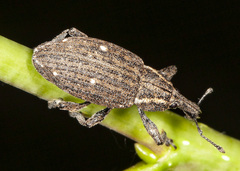 Lepyrus oregonus