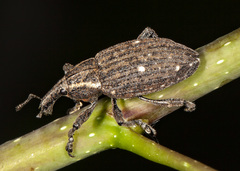 Lepyrus oregonus