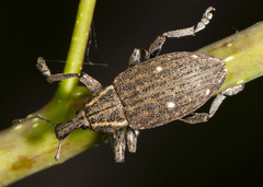 Lepyrus oregonus