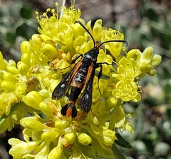 Synanthedon polygoni