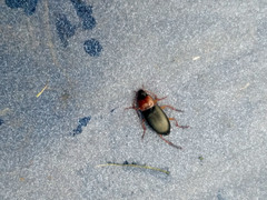 Calathus melanocephalus