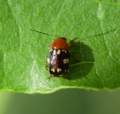 Cryptocephalus badius
