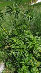 Anemonastrum fasciculatum