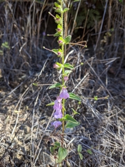 Sairocarpus vexillocalyculatus vexillocalyculatus