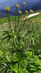 Anemonastrum fasciculatum