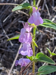 Sairocarpus vexillocalyculatus vexillocalyculatus