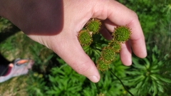 Anemonastrum fasciculatum