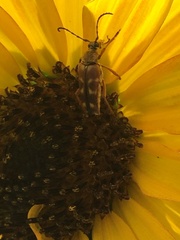 Typocerus velutinus