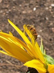 Typocerus velutinus