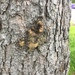 photo of Fungi Including Lichens (Fungi)