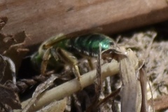 Agapostemon