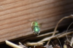 Agapostemon