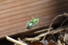 Agapostemon
