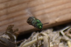 Agapostemon