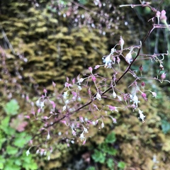 Heuchera micrantha diversifolia