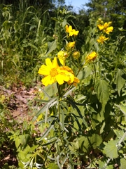 Coreopsis palmata