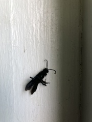 Chlorion aerarium