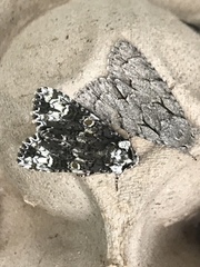 Acronicta psi