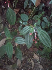 Miconia cornoides