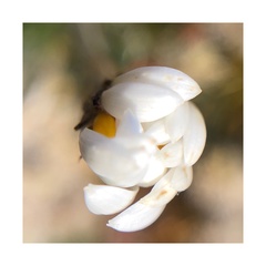 Celmisia laricifolia