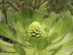 Aeonium arboreum