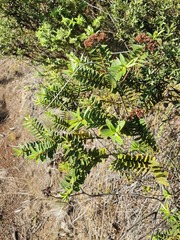 Veronica diosmifolia