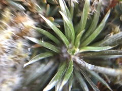 Celmisia laricifolia