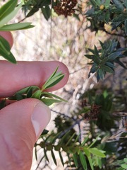 Veronica diosmifolia
