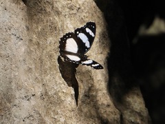 Hypolimnas deceptor deludens