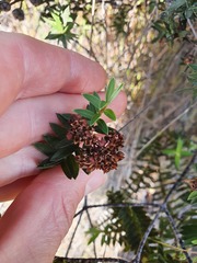 Veronica diosmifolia
