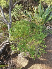 Veronica diosmifolia